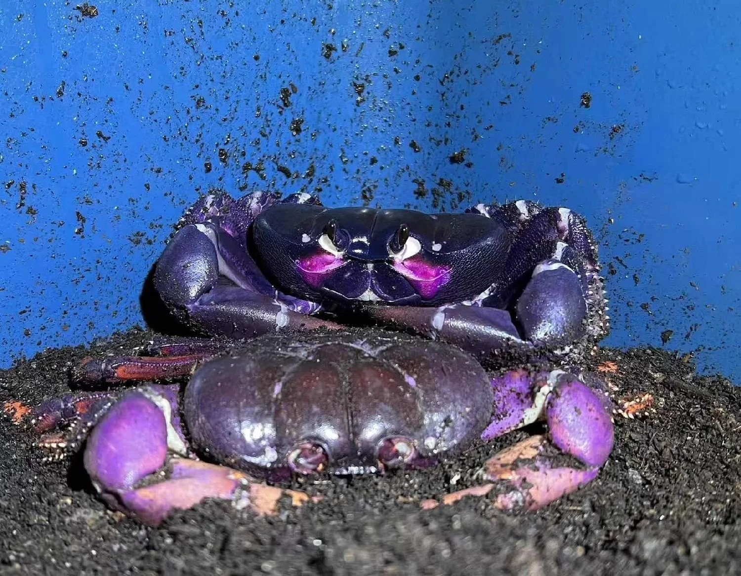 JOHNGARTHIA WEILERI CARE GUIDE – ROYAL NEBULA CRAB CARE — Indoor